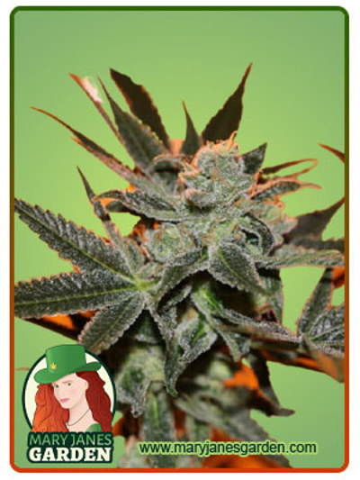 Cherry Lemonade