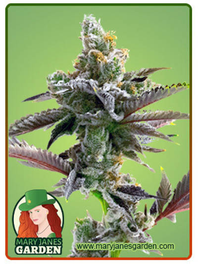 Cherry Pie