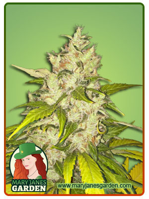 chocolate-chunk-image