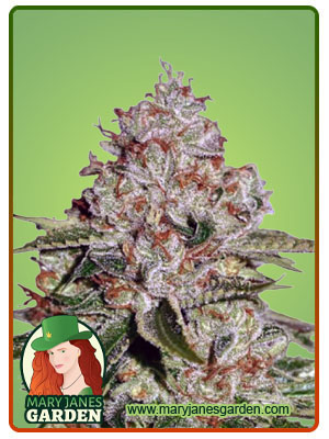 Chocolate Pudding Fast Version