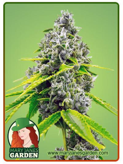 Chocolope