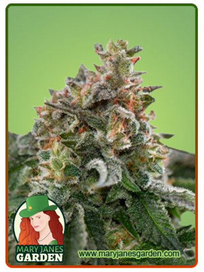 Clementine
