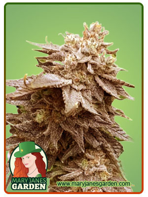 Cola Kush Fast Version