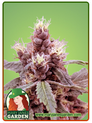 Cookie Monster Autoflowering