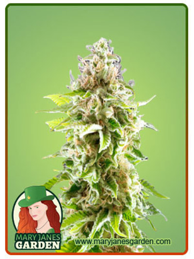 Cookies Haze