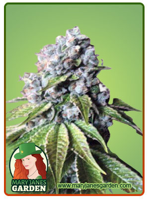 Corona Kush Fast Version