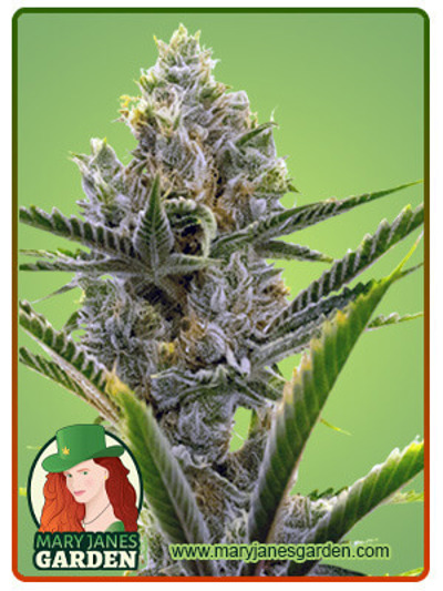 Critical + 2.0 Autoflowering