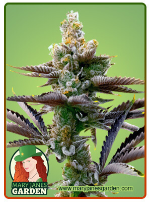 Critical Purple Autoflowering