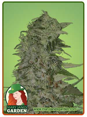 diamond-girl-image