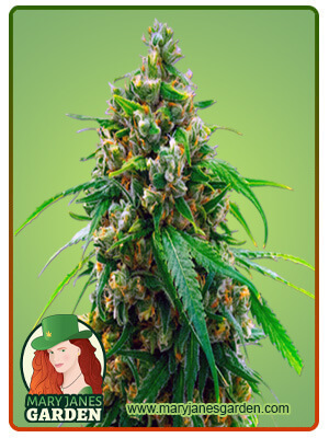 Diesel Autoflowering