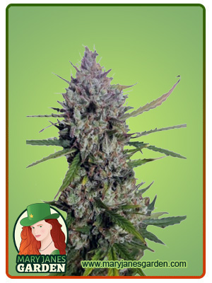 Diesel Berry Autoflowering