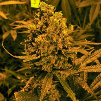 blueberry-kush-image