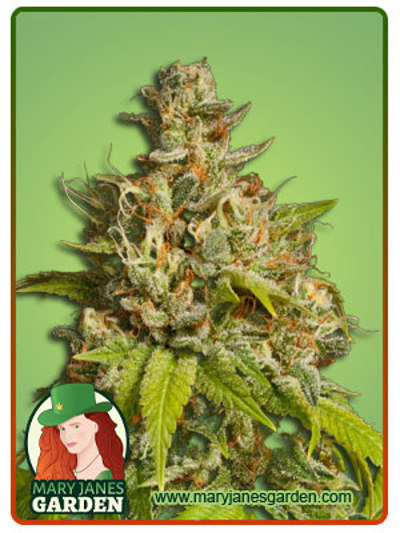 Durban Poison