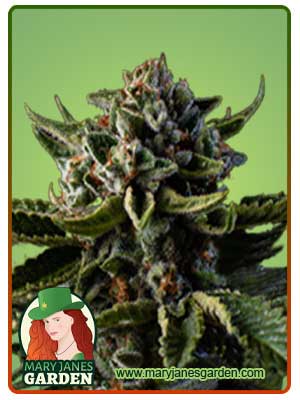 Dutch Treat Autoflowering