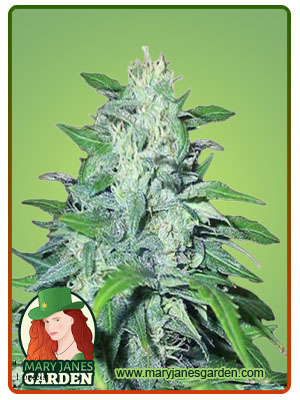 Dwarf Low Flyer Autoflowering