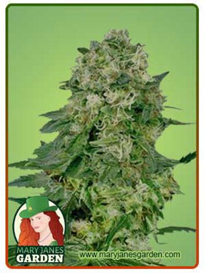 Flower Bomb Kush