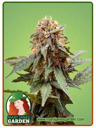 Fresh Candy