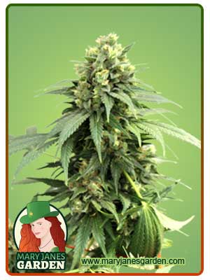 Fresh Candy Autoflowering