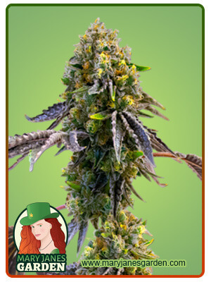 Fruit Autoflowering