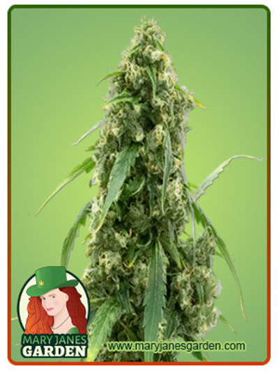 G13 Autoflowering