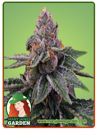 Gelato Regular
