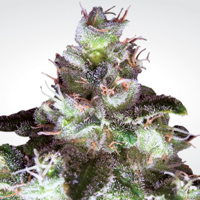 original-white-widow-(ibl)-image