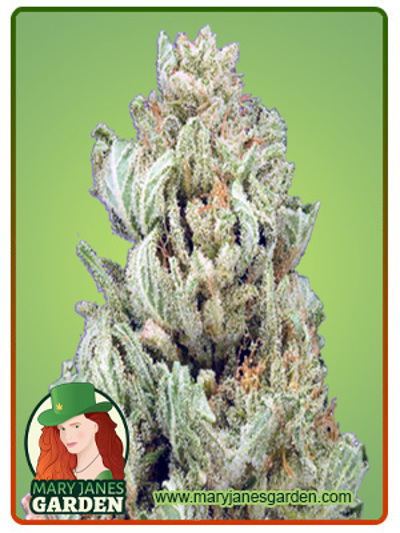 God Bud Regular