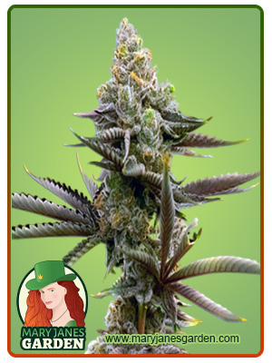 Gorilla Glue #4 Autoflowering