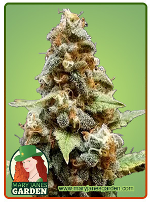 Gorilla Lemon Fire Regular