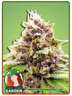 Grandaddy Purple Autoflowering