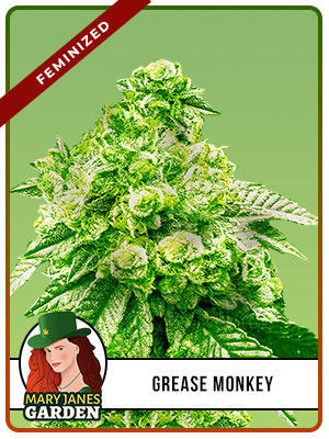 Grease Monkey