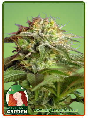 Green Dream Autoflowering