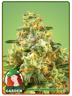 Hawaiian Gold Autoflowering