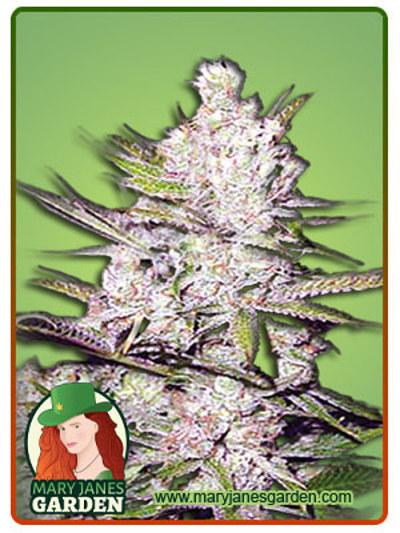 Haze Xtreme Regular