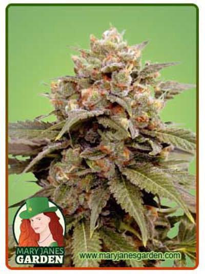 Ice Cream Breath