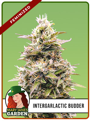 InterGarlactic Budder