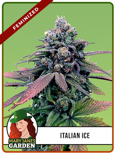 Italian Ice