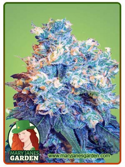Jack Herer Regular