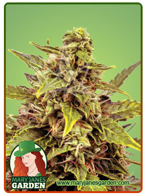 Juicy Fruit Autoflowering