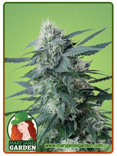 King’s Kush