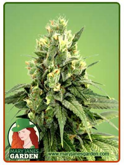 Kosher Cookies