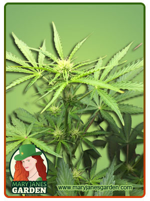 Lambs Breath Autoflowering