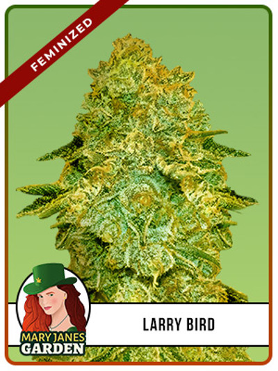 Larry Bird