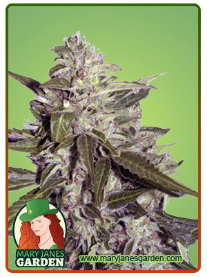 Sour Pinot Autoflowering