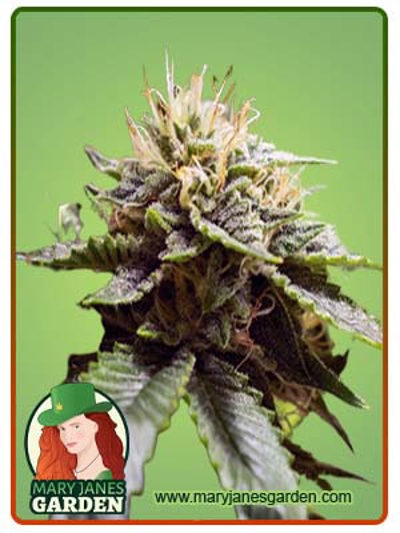 Sour Strawberry
