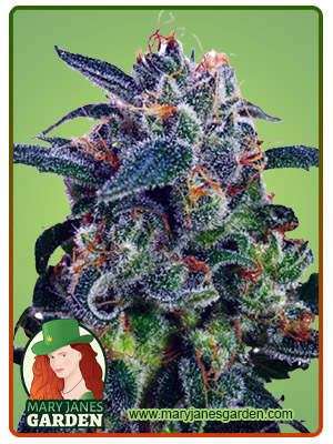 Strawberry Milk Fast Version