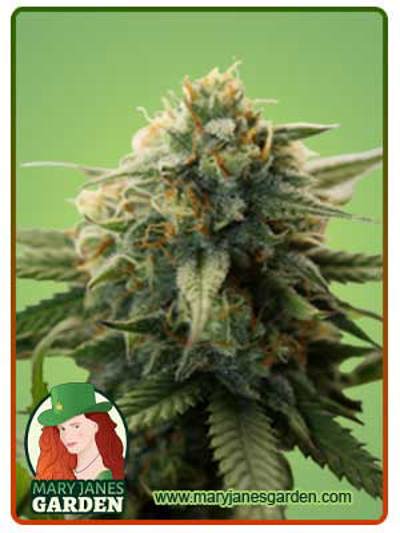 Super Bud