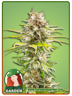 super-og-kush-‌marijuana-image