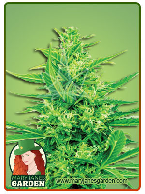 Super Silver Haze CBD Sativa