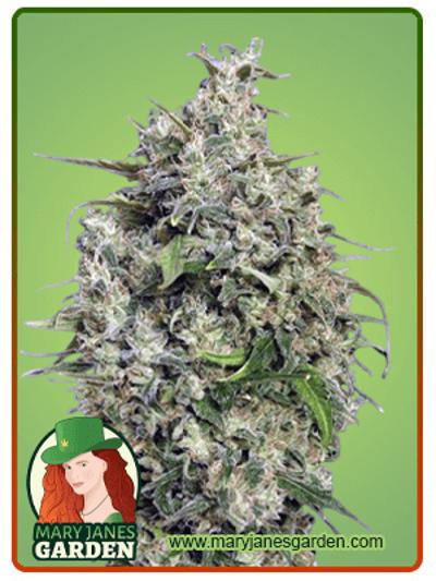 Sweet Tooth Regular